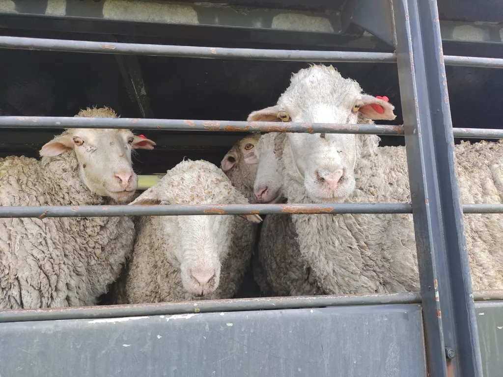 ovejas 3 (FILEminimizer)