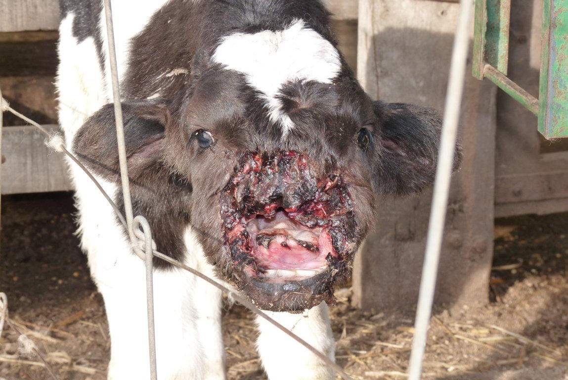 P1400196 (FILEminimizer)