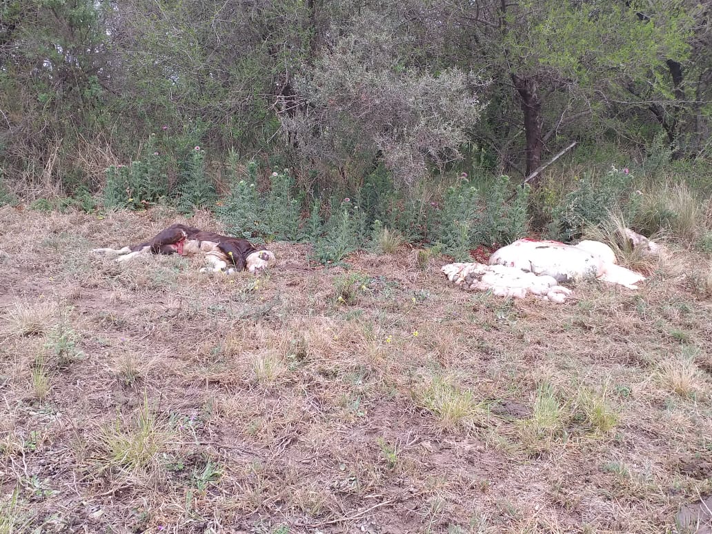 3e8c97f4-bd31-4069-a419-d2315c8ba976