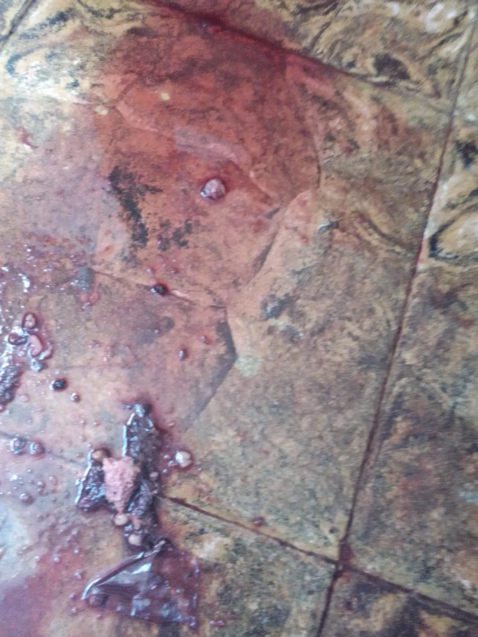 perro ataque Realicó 3