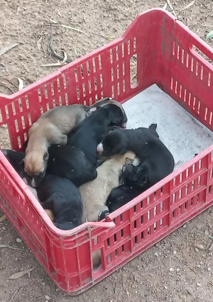 PERRITOS ABANDONADOS CAJON 1