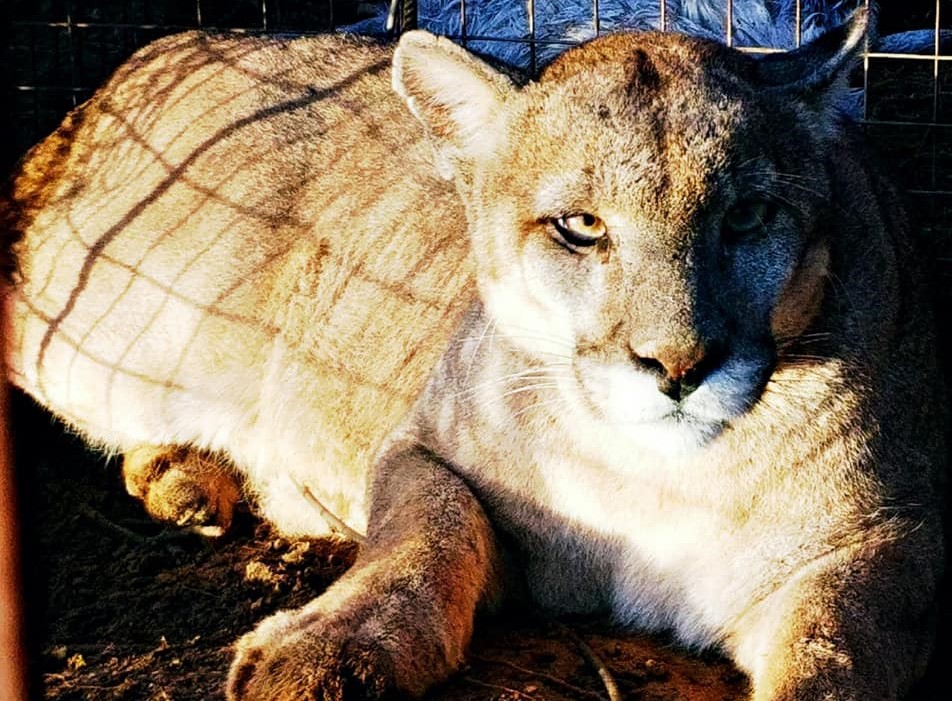 pumaencasadepiedra2019-2