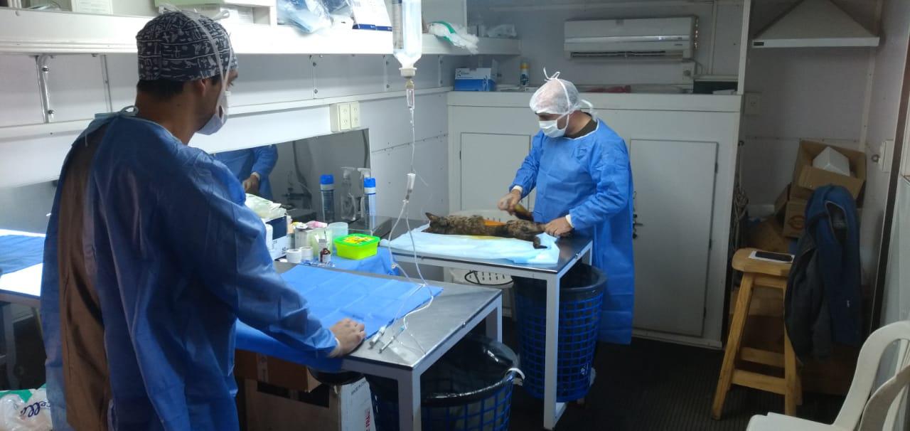 castraciones Embajador