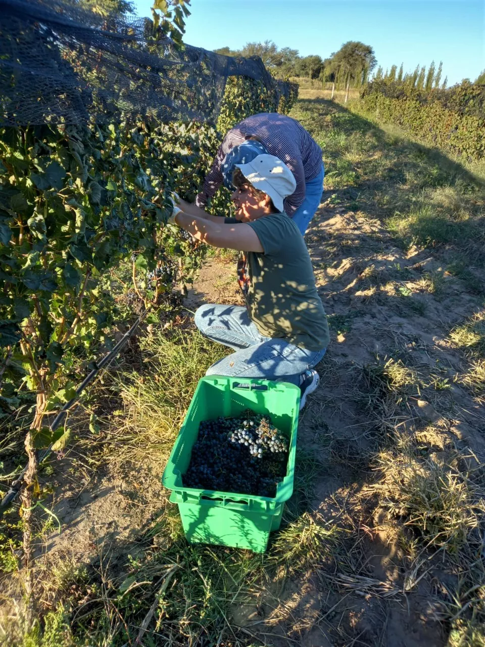 550577_whatsapp-image-2022-04-01-at-10.20.25-am--1-