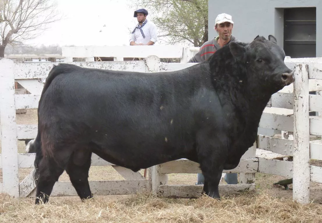 toro2 (FILEminimizer)