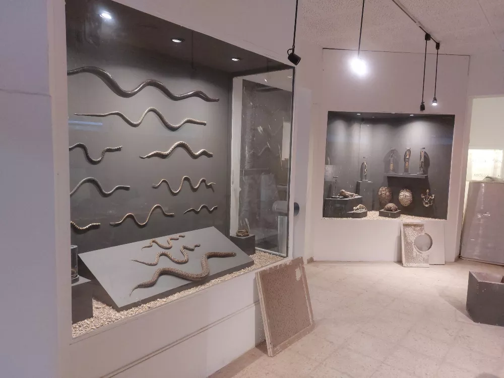 331037_museo