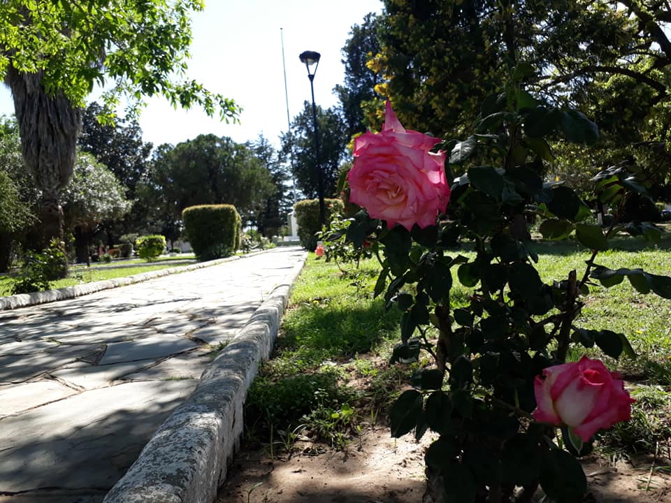 ROSAS 9