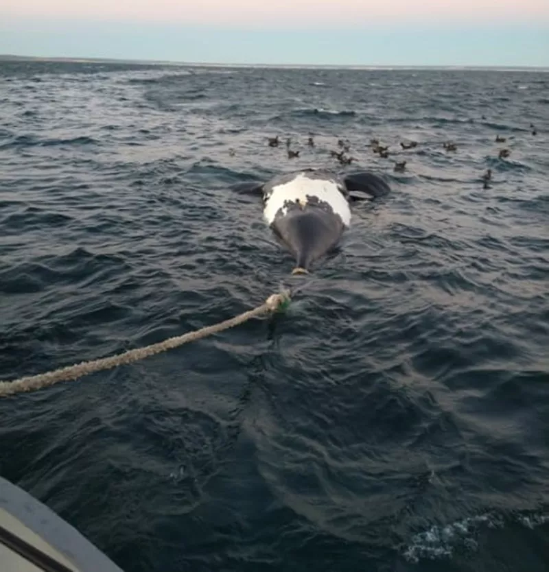 ballena muerta 4