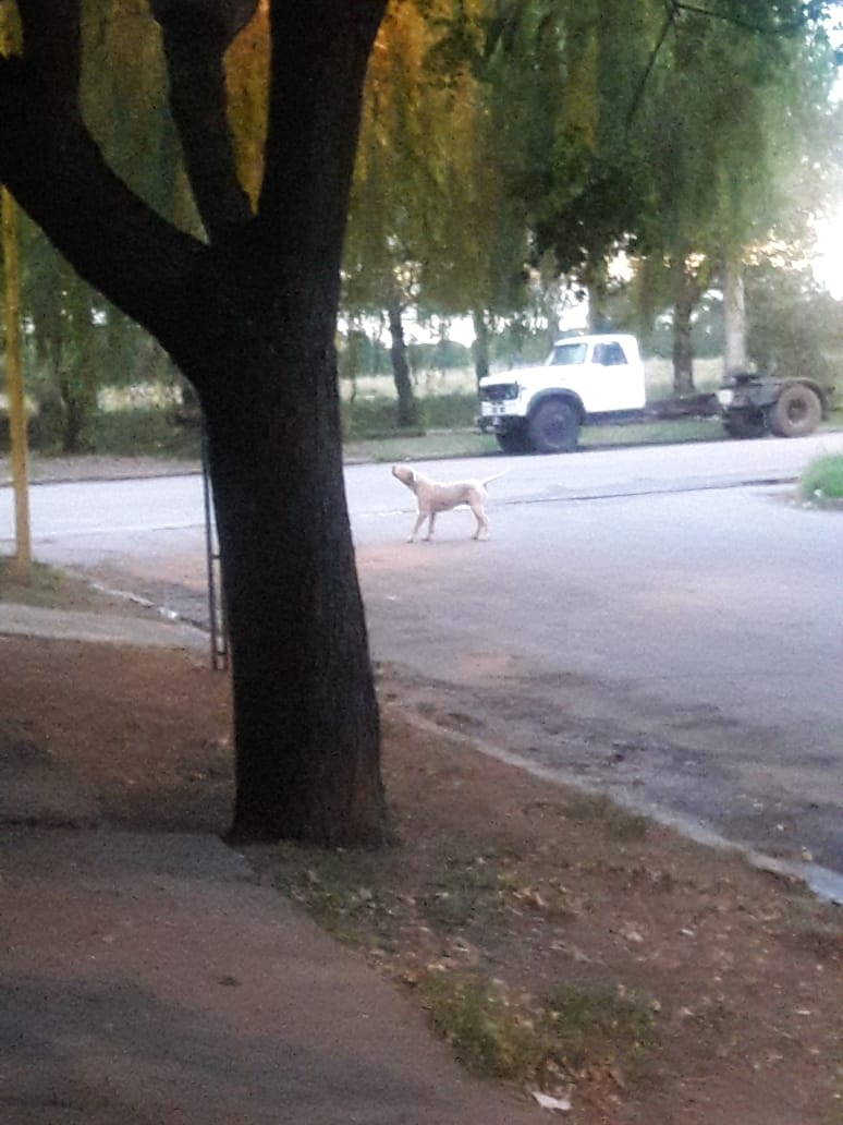 DOGO 3
