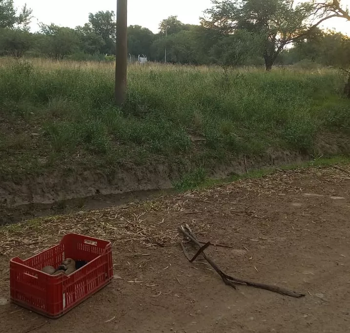 PERRITOS ABANDONADOS CAJON 2
