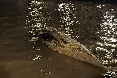 ballena