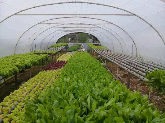 huerta 2