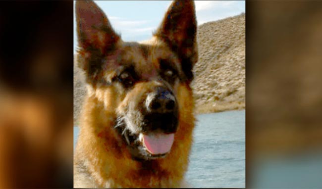 PUCHO PERRO