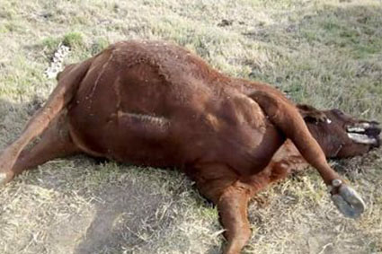 ANIMAL MUTILADO JOVITA