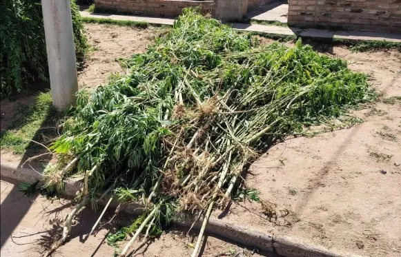 MARIHUANA