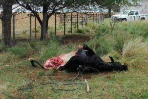 WhatsApp_Image_2018-01-02_at_08.23.36_1