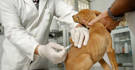 Vacunación antirrabica