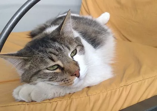PUCHO