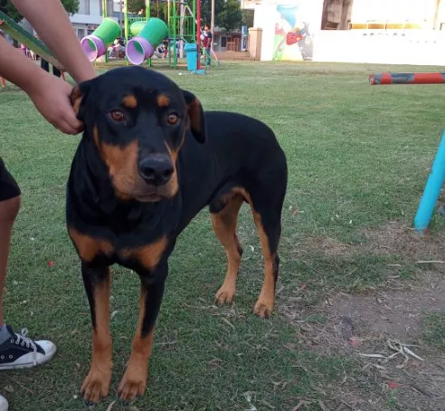 perro ataque niño parque