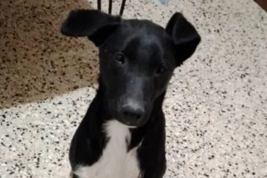 juanito