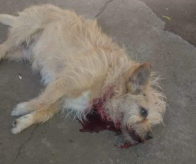 PITBULL perro muerto