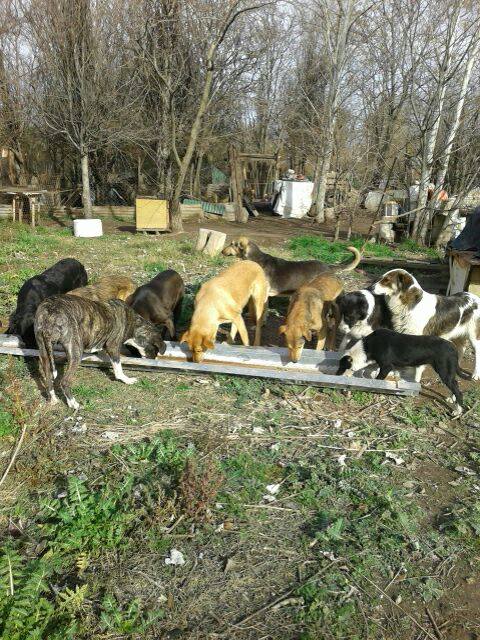 PERROS ARAA