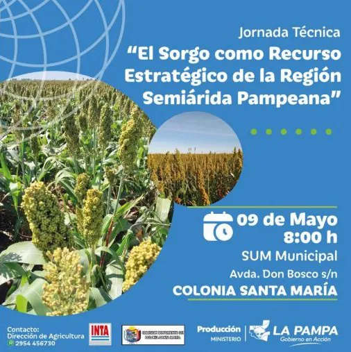 sorgo jornada