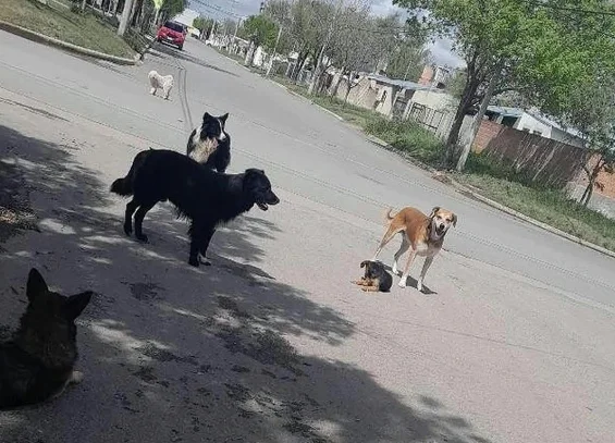 perros