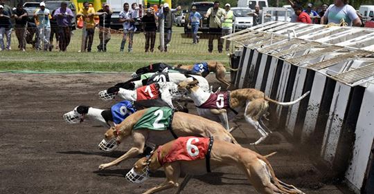 carreras de galgos