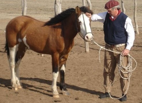 montoyacaico3