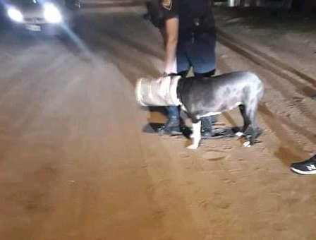 perro filtro en la cabeza recortada