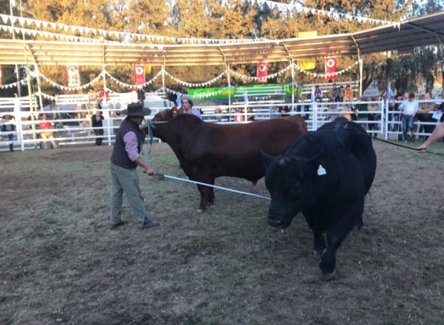 Litomar doblete en Angus