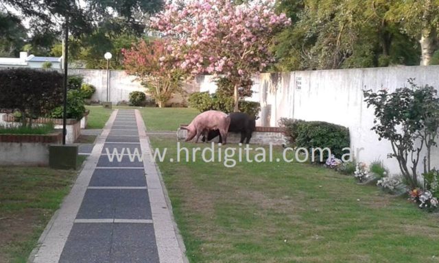 CHANCHOS EN EL CEMENTERIO 1