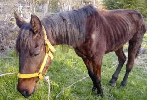 caballo con anemia infecciosa