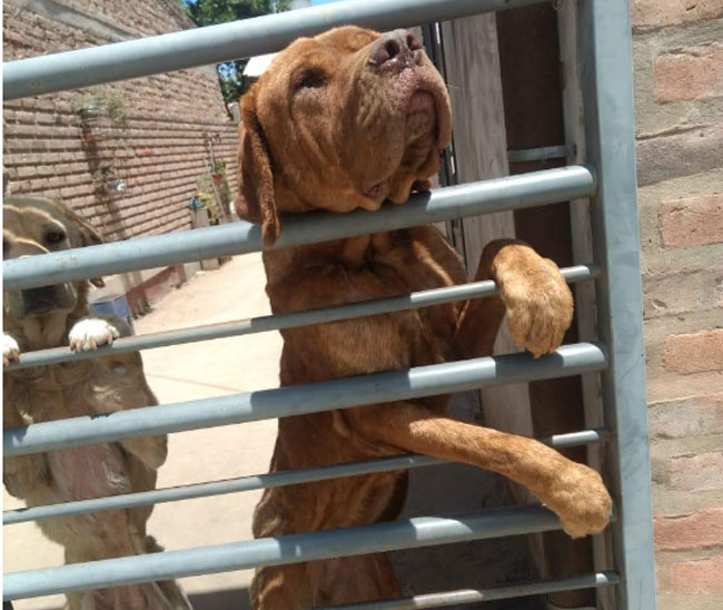PERROS MALTRATO ANIMAL