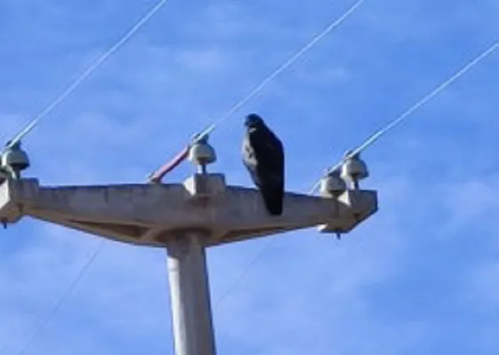 35048_aves-002
