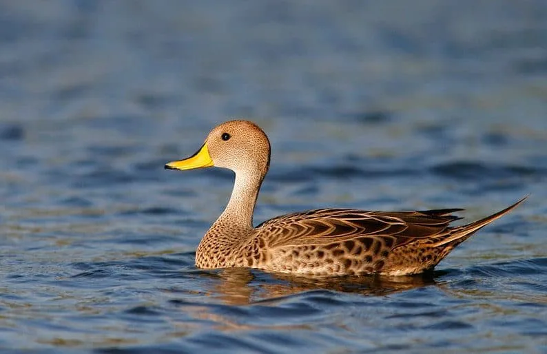 Pato-maicero3-e1534303299962