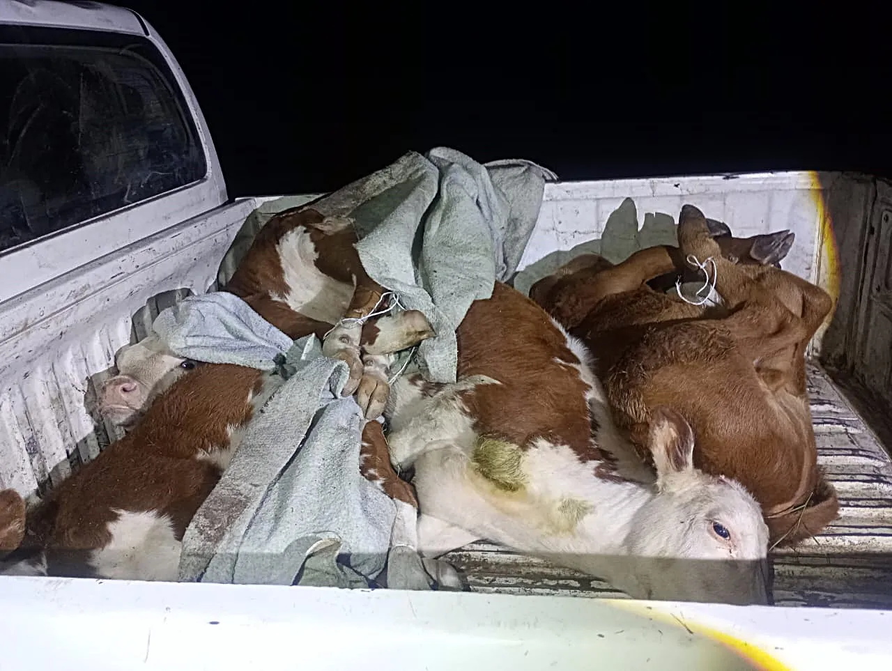 camioneta abigeato 2