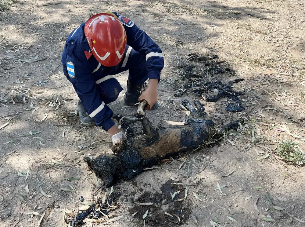 rescate perro 3 (FILEminimizer)