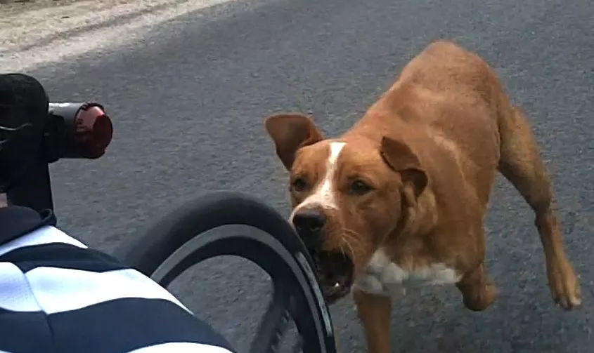 perro-mordiendo-bicicleta