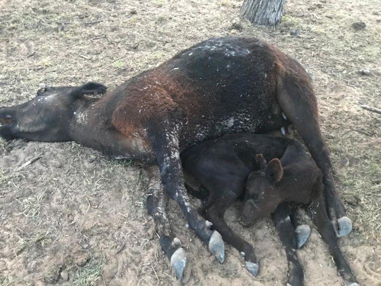 animales muertos san luis