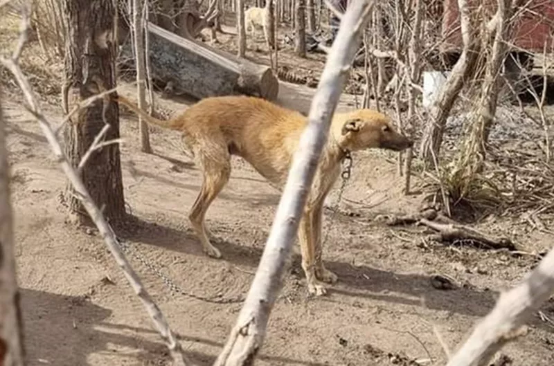 PERRO PRIMER PLANO