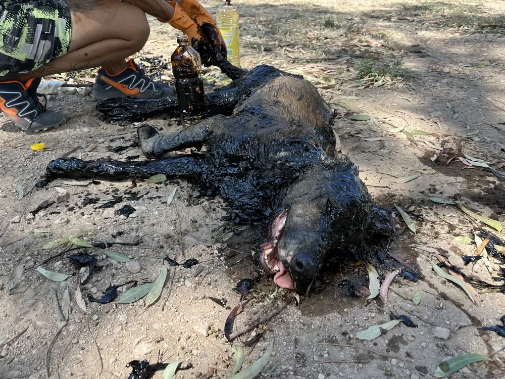 rescate perro 9 (FILEminimizer)