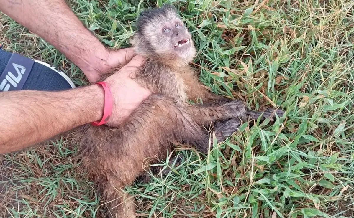 monito