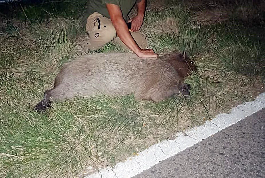 carpincho onagoity 2