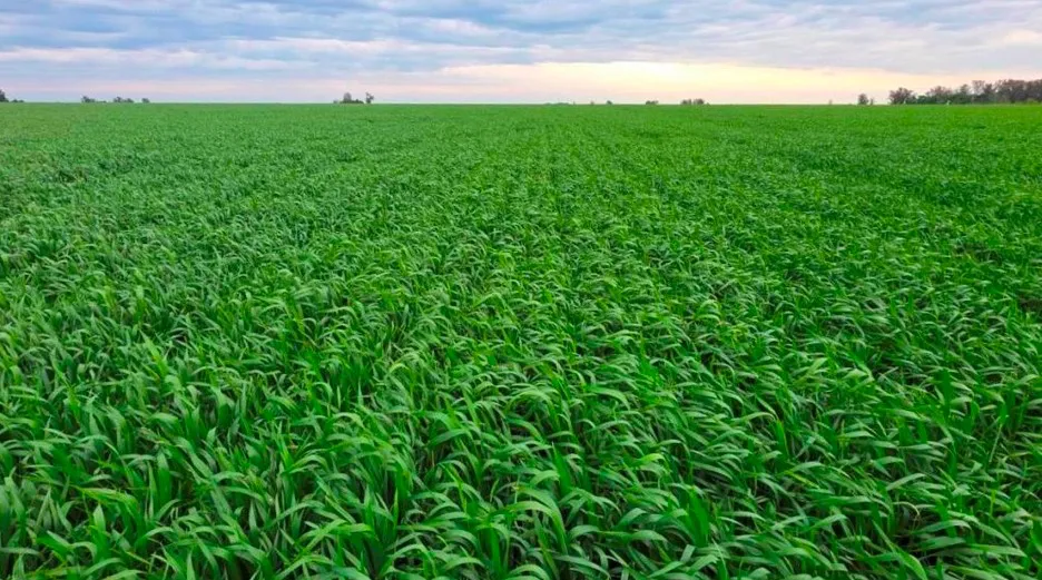 TRIGO VERDE