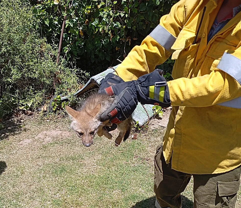 zorrito