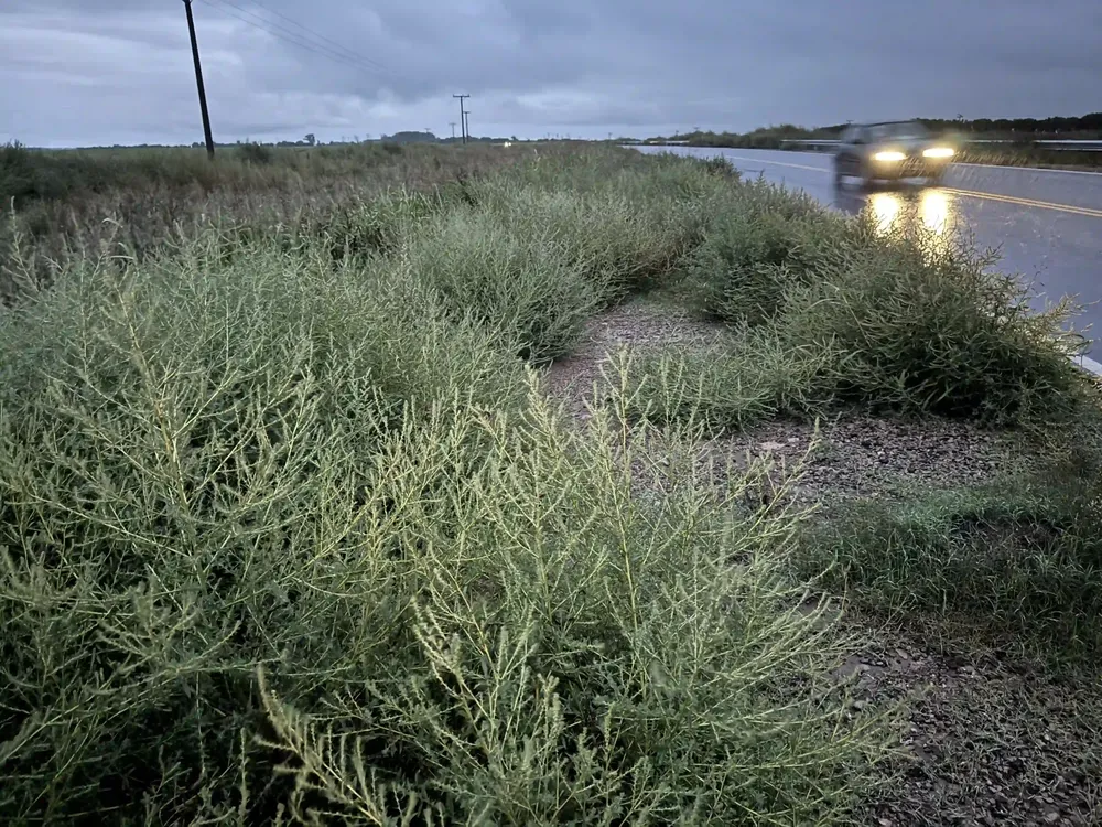 ruta 101 falucho yuyos 1 c