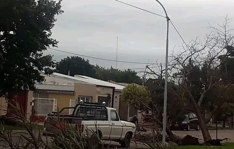 arbol caído ojeda 4