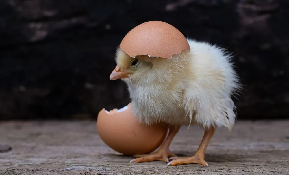 huevo gallina